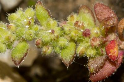 Herniaire velue Herniaria hirsuta L., 1753