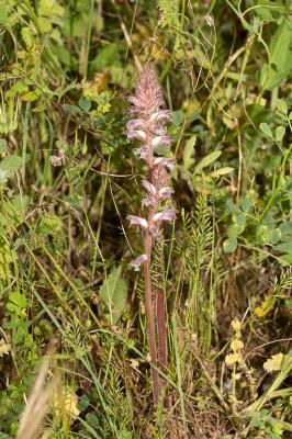 Orobanche du trèfle, Petite Orobanche Orobanche minor Sm., 1797