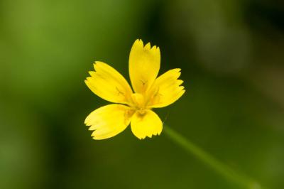 Rhagadiole comestible Rhagadiolus edulis Gaertn., 1791