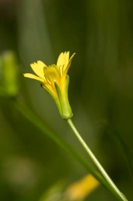 Rhagadiole comestible Rhagadiolus edulis Gaertn., 1791