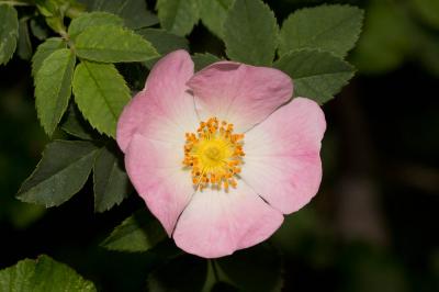 Rosier des chiens, Rosier des haies Rosa canina L., 1753