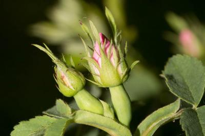 Rosier des chiens, Rosier des haies Rosa canina L., 1753