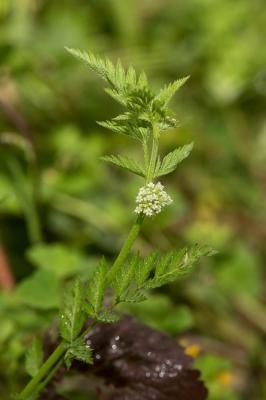 Torilis à fleurs glomérulées, Torilis noueuse Torilis nodosa (L.) Gaertn., 1788