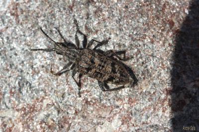 Rhagie inquisitrice Rhagium inquisitor (Linnaeus, 1758)