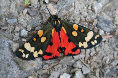 Ecaille marbrée (L'), Ecaille lustrée (L') Callimorpha dominula (Linnaeus, 1758)