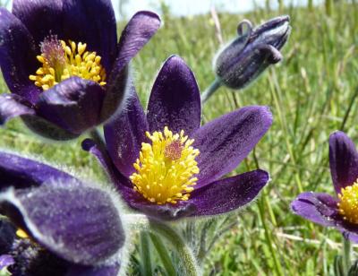  Anemone L., 1753