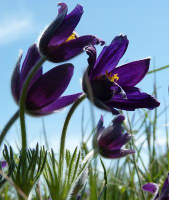  Anemone L., 1753