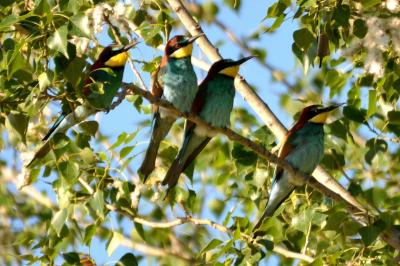 Guêpier d'Europe Merops apiaster Linnaeus, 1758