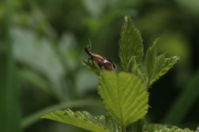  Alabonia geoffrella (Linnaeus, 1767)