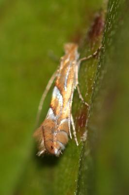  Phyllonorycter endryella (Mann, 1855)