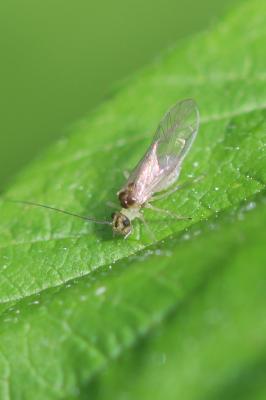  Stenopsocus 