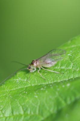  Stenopsocus 