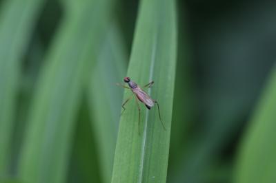  Neria cibaria (Linnaeus, 1760)