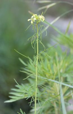 Sisymbre fausse moutarde Sisymbrium altissimum L., 1753