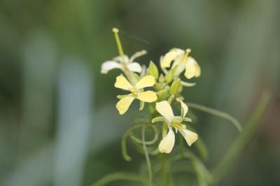 Sisymbre fausse moutarde Sisymbrium altissimum L., 1753