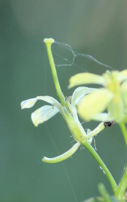 Sisymbre fausse moutarde Sisymbrium altissimum L., 1753