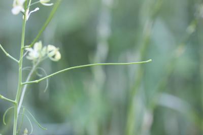 Sisymbre fausse moutarde Sisymbrium altissimum L., 1753
