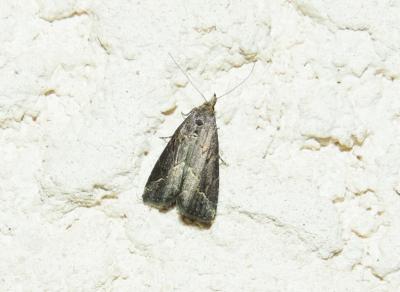 Hypénode du Serpolet (L') Schrankia costaestrigalis (Stephens, 1834)