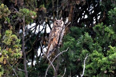 Hibou moyen-duc Asio otus (Linnaeus, 1758)
