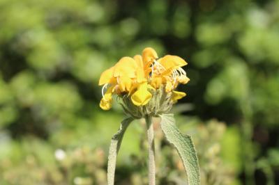 Sauge de Jérusalem Phlomis fruticosa L., 1753