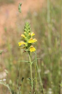 Bellardie, Bartsie trixago, Bellardie Germandrée Bartsia trixago L., 1753