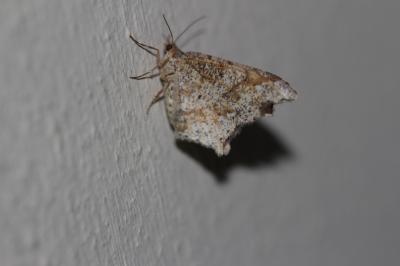 Philobie alternée (La) Macaria alternata (Denis & Schiffermüller, 1775)
