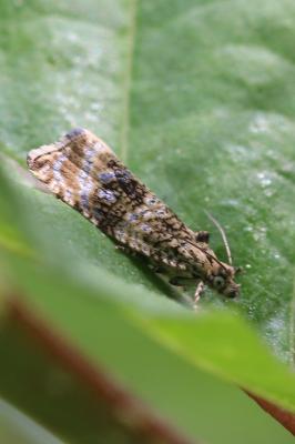  Celypha lacunana (Denis & Schiffermüller, 1775)