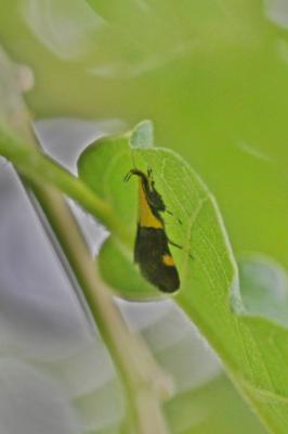  Oecophora bractella (Linnaeus, 1758)