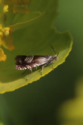  Grapholita compositella (Fabricius, 1775)