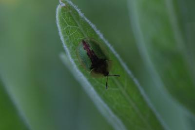 Cassida vibex Linnaeus, 1767