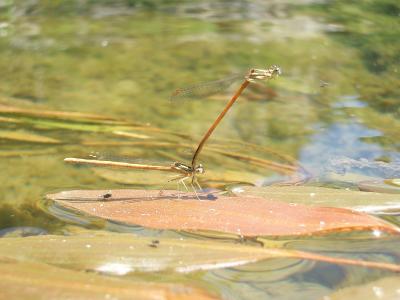 Agrion orangé Platycnemis acutipennis Selys, 1841