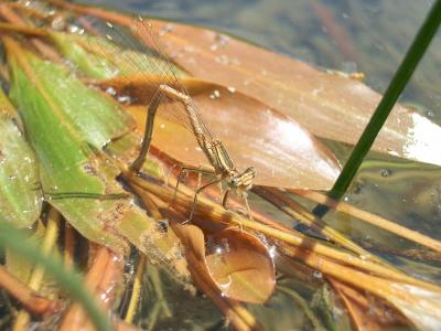Agrion orangé Platycnemis acutipennis Selys, 1841