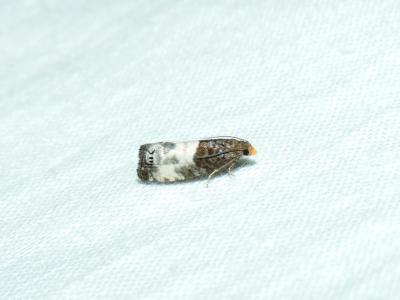  Notocelia cynosbatella (Linnaeus, 1758)