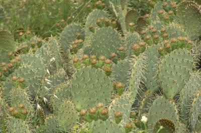  Opuntia engelmannii Salm-Dyck ex Engelm., 1850