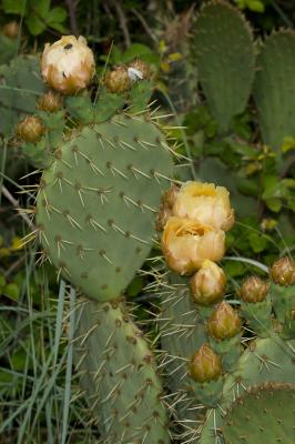  Opuntia engelmannii Salm-Dyck ex Engelm., 1850