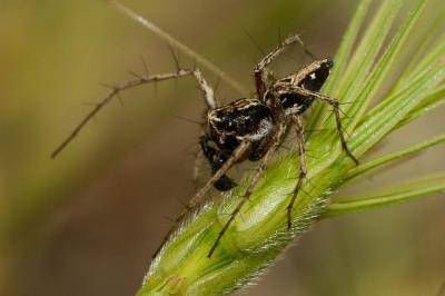 Araignée-lynx Oxyopes heterophthalmus (Latreille, 1804)
