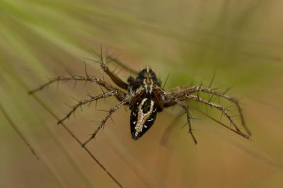 Araignée-lynx Oxyopes heterophthalmus (Latreille, 1804)