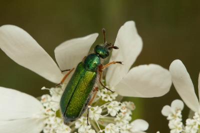  Cerocoma schaefferi (Linnaeus, 1758)