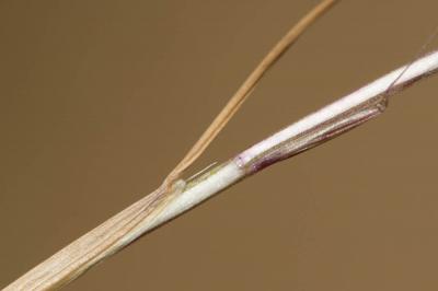 Psilure, Psilurus aristé Psilurus incurvus (Gouan) Schinz & Thell., 1913