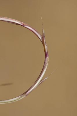 Psilure, Psilurus aristé Psilurus incurvus (Gouan) Schinz & Thell., 1913