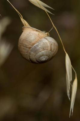 Escargot mourguéta Eobania vermiculata (O.F. Müller, 1774)