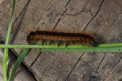 Franconienne (La) Malacosoma franconicum (Denis & Schiffermüller, 1775)