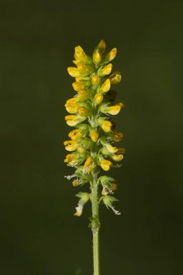 Mélilot des Indes, Mélilot d'Inde Melilotus indicus (L.) All., 1785