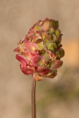 Sanguisorbe à fruits verruqueux Poterium verrucosum Link ex G.Don, 1832