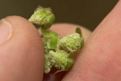Sanguisorbe à fruits verruqueux Poterium verrucosum Link ex G.Don, 1832