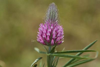 Trèfle pourpre Trifolium purpureum Loisel., 1807