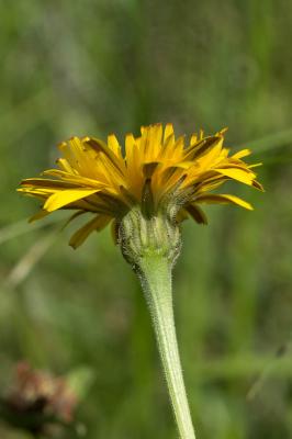 Liondent hispide Leontodon hispidus L., 1753