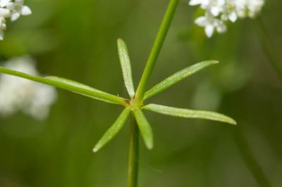 Gaillet faible, Gaillet chétif Galium debile Desv., 1818