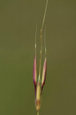 Chrysopogon grillon Chrysopogon gryllus (L.) Trin., 1820
