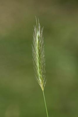 Orge faux seigle Hordeum secalinum Schreb., 1771